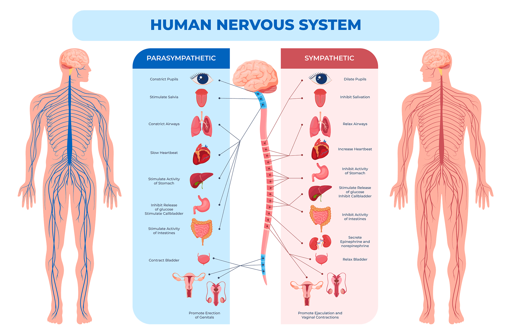 nervous system electromagnetic frequency