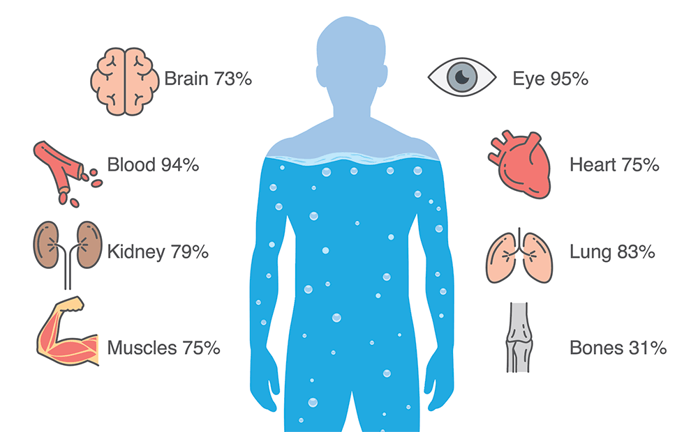 body water parts body water parts